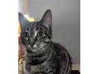 Adopt Tiggs a Brown Tabby Domestic Shorthair / Mixed (short coat) cat in