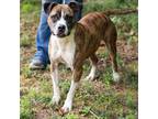 Adopt MACK-28124 a Brindle Pit Bull Terrier / Mixed dog in Bartlett