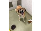 Adopt GREENLY a Golden Retriever, Husky