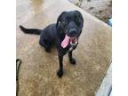 Adopt Avery a Black Labrador Retriever / Rottweiler / Mixed dog in Tipton