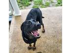 Adopt Lacey a Black Labrador Retriever / Rottweiler / Mixed dog in Tipton