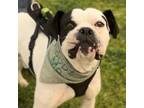 Adopt Oreo a White - with Tan, Yellow or Fawn Boxer / Mixed dog in Omak