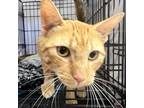 Adopt Carl a Orange or Red Domestic Shorthair / Mixed cat in Branson