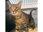 Adopt Double Steakburger a Domestic Shorthair / Mixed cat in Davenport
