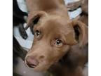 Adopt Pepper Ann a Brown/Chocolate Mixed Breed (Medium) / Mixed dog in Vail