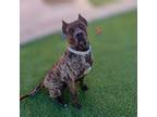 Adopt Mercedes a Brindle Mastiff dog in Vail, AZ (38918127)