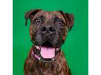 Adopt Faith a Brindle Boxer / Mixed dog in West Palm Beach, FL (39035447)