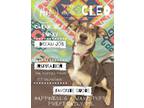 Adopt CLEO a Tricolor (Tan/Brown & Black & White) Hound (Unknown Type) /