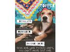 Adopt TOPPER a Tricolor (Tan/Brown & Black & White) Hound (Unknown Type) /
