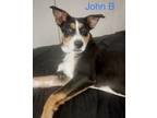 Adopt JOHN B a Tricolor (Tan/Brown & Black & White) Hound (Unknown Type) /