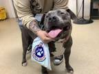 Adopt Queen a Pit Bull Terrier, Mixed Breed