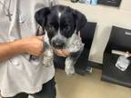 Adopt Bubbles a Australian Cattle Dog / Blue Heeler, Mixed Breed