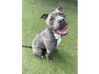 Adopt Junie a Pit Bull Terrier, Mixed Breed