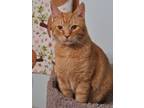 Adopt Linus Larrabee a Domestic Shorthair / Mixed (short coat) cat in