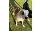 Adopt Journey a Mixed Breed
