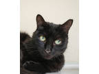 Adopt Rosetta a All Black Domestic Shorthair / Domestic Shorthair / Mixed cat in