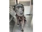 Adopt Patsy a Pit Bull Terrier, Mixed Breed