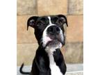Adopt Zurg a Pit Bull Terrier, Mixed Breed