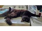 Adopt Kitty a Black (Mostly) Domestic Longhair (long coat) cat in Methuen