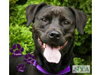 Adopt Frankie a Black Labrador Retriever / Mixed dog in Williamsport