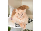Adopt Sheldon a Orange or Red Domestic Longhair / Domestic Shorthair / Mixed cat