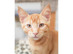Adopt Sparky a Orange or Red Domestic Shorthair / Domestic Shorthair / Mixed cat