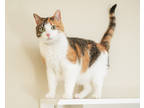 Adopt Luci-Purr a White Domestic Shorthair / Domestic Shorthair / Mixed cat in