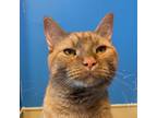 Adopt Chuckie a Orange or Red Domestic Shorthair / Mixed cat in Mankato