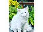 Adopt Mikey a White Maine Coon / Mixed (long coat) cat in Frankfort