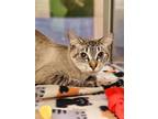 Adopt Marcille a Domestic Short Hair
