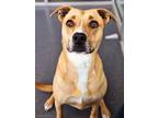 Adopt Biscuit a Mixed Breed