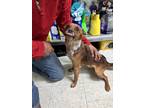 Adopt Trigger a Red/Golden/Orange/Chestnut Mixed Breed (Medium) / Mixed dog in