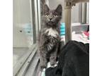 Adopt Sherpa a Gray or Blue Domestic Longhair / Mixed cat in Watertown