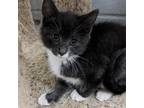Adopt Sprinkles a Gray or Blue Domestic Shorthair / Mixed cat in Watertown