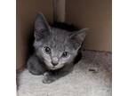 Adopt Vienna a Gray or Blue Domestic Shorthair / Mixed cat in Watertown
