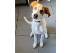 Adopt Harry a White - with Brown or Chocolate Labrador Retriever / Treeing
