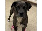Adopt 55792088 a Catahoula Leopard Dog, Mixed Breed