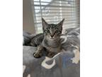 Adopt Breezy a All Black Domestic Shorthair / Domestic Shorthair / Mixed cat in