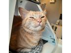 Adopt Ginger Spice a Orange or Red Domestic Shorthair / Domestic Shorthair /