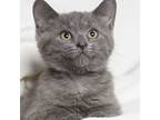 Adopt Frances a Gray or Blue Domestic Shorthair / Domestic Shorthair / Mixed cat