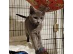 Adopt Isabella a Gray or Blue Domestic Mediumhair / Mixed (long coat) cat in