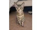 Adopt PJ a Gray, Blue or Silver Tabby Domestic Shorthair (short coat) cat in