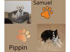 Adopt Pippin a Black - with White Border Collie / Mixed dog in E Wenatchee