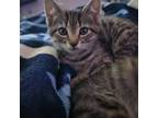 Adopt Joni a Brown or Chocolate Domestic Shorthair / Mixed cat in Chattanooga