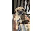 Adopt Sondra a Tan/Yellow/Fawn - with Black Pug / Brussels Griffon / Mixed dog