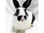 Adopt Moo Cow a Dwarf Hotot / Mixed rabbit in Michigan City, IN (38771915)