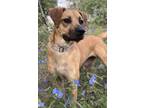 Adopt Sunshine a Shepherd, Retriever