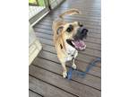 Adopt Sunshine a Shepherd, Retriever