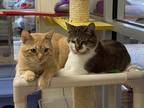 Adopt Seth a Orange or Red Domestic Shorthair / Domestic Shorthair / Mixed cat