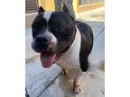 Adopt BRUCE a Black American Pit Bull Terrier / Mixed dog in Huntington Beach